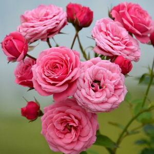 Темно-розовая - Миниатюрные розы лилипуты 